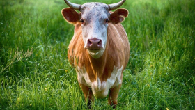 В США ищут сбежавшего с фермы быка
